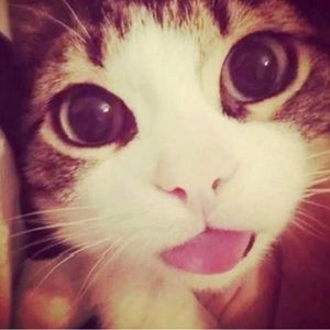 Meet your Posher, River